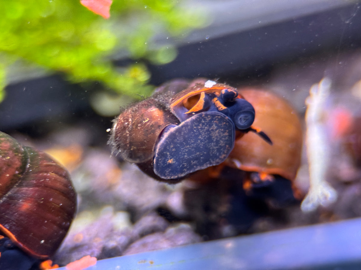 Blueberry Schnecke Notopala Sp.