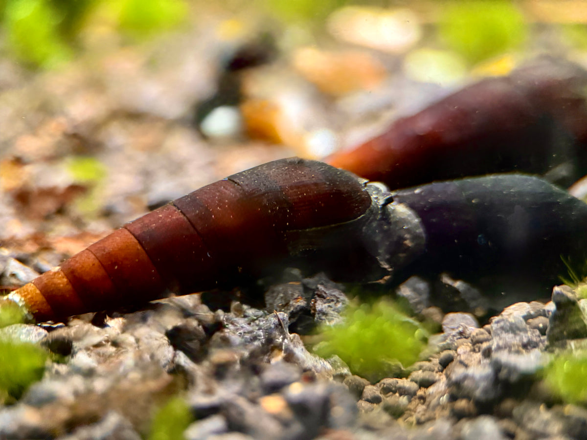 Capuccino Turmdeckelschnecke - Faunus ater