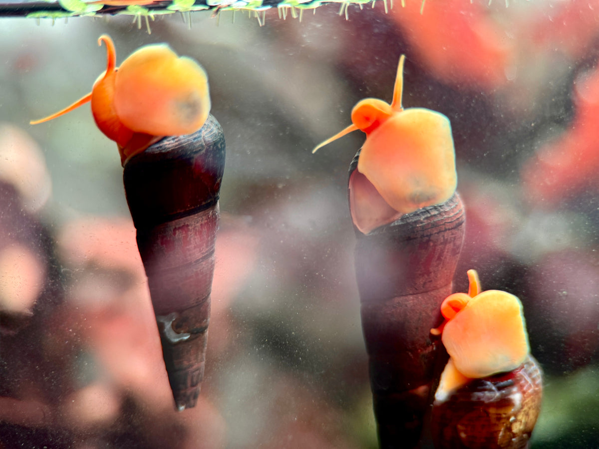 Tylomelania sp. 'orange'