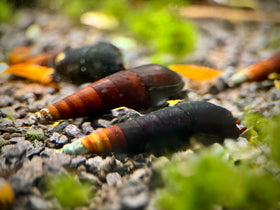 Capuccino Turmdeckelschnecke - Faunus ater