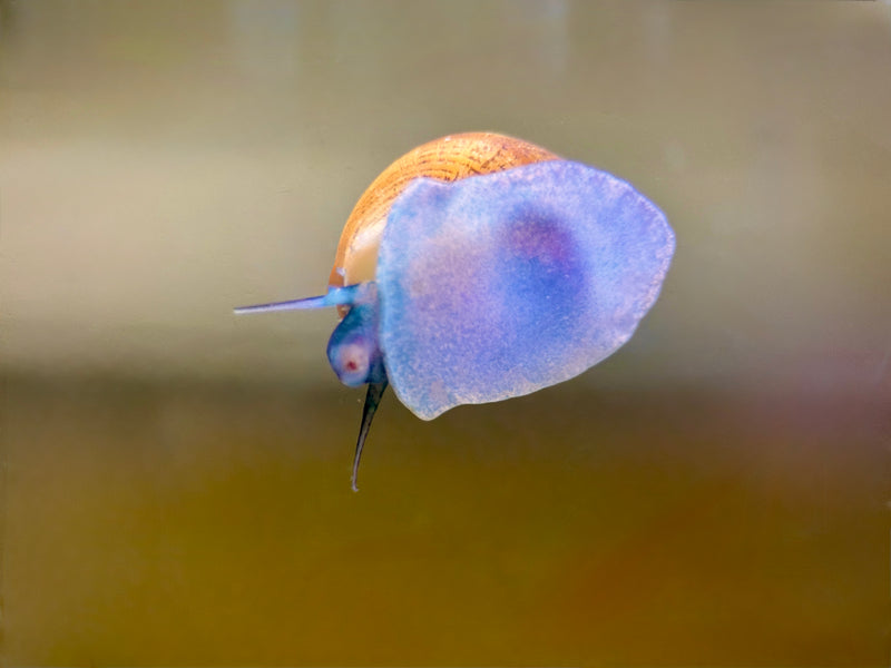 Blue Jelly Schnecke