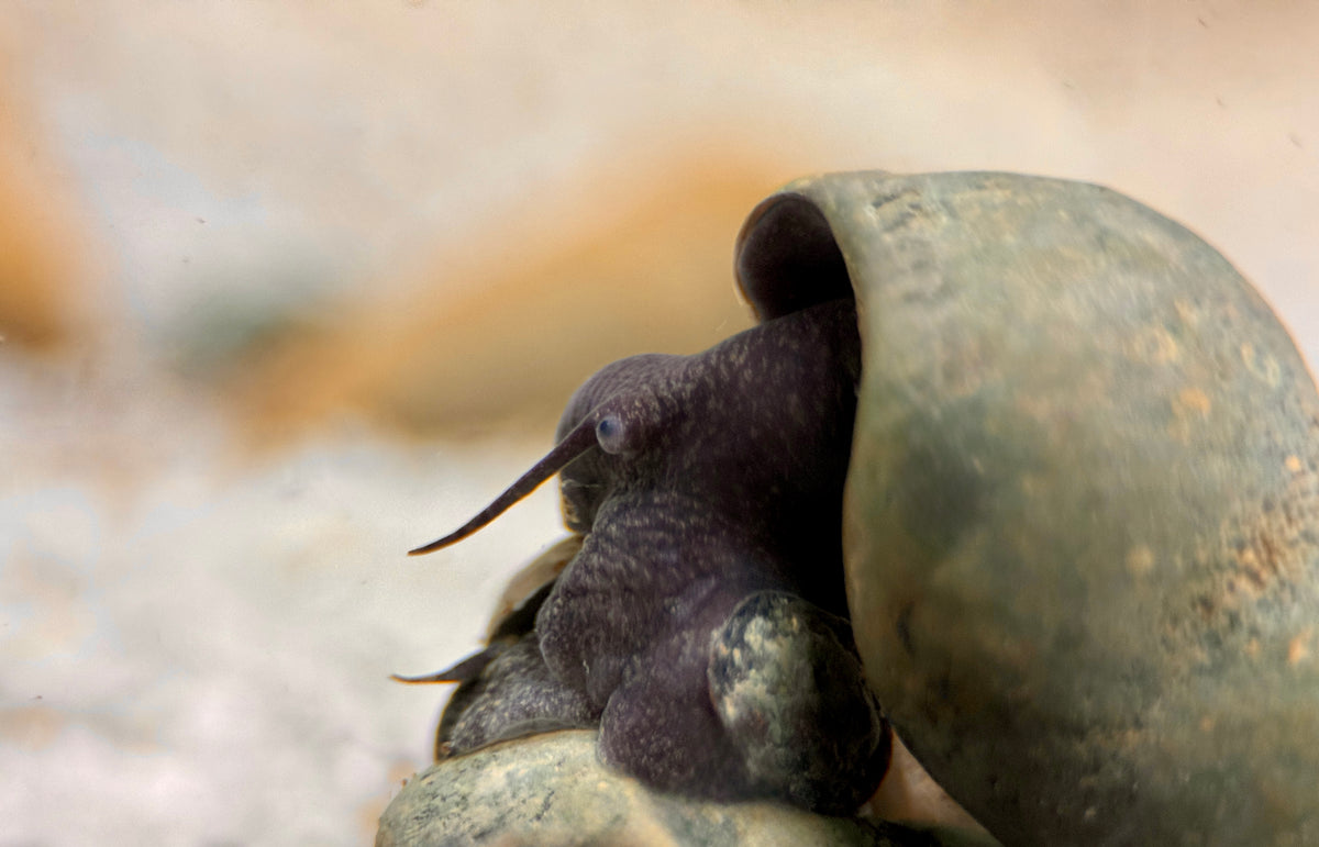 Donnerkeil Schnecke Tylomelania perfecta
