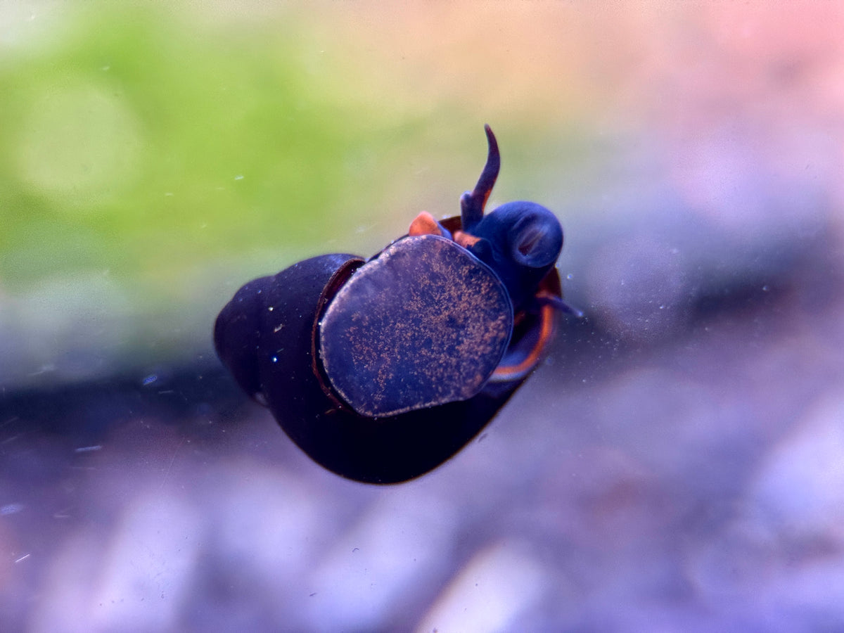 Blueberry Schnecke Notopala Sp.