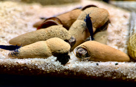 Donnerkeil Schnecke Tylomelania perfecta