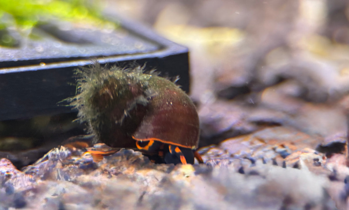 Blueberry Schnecke Notopala Sp.