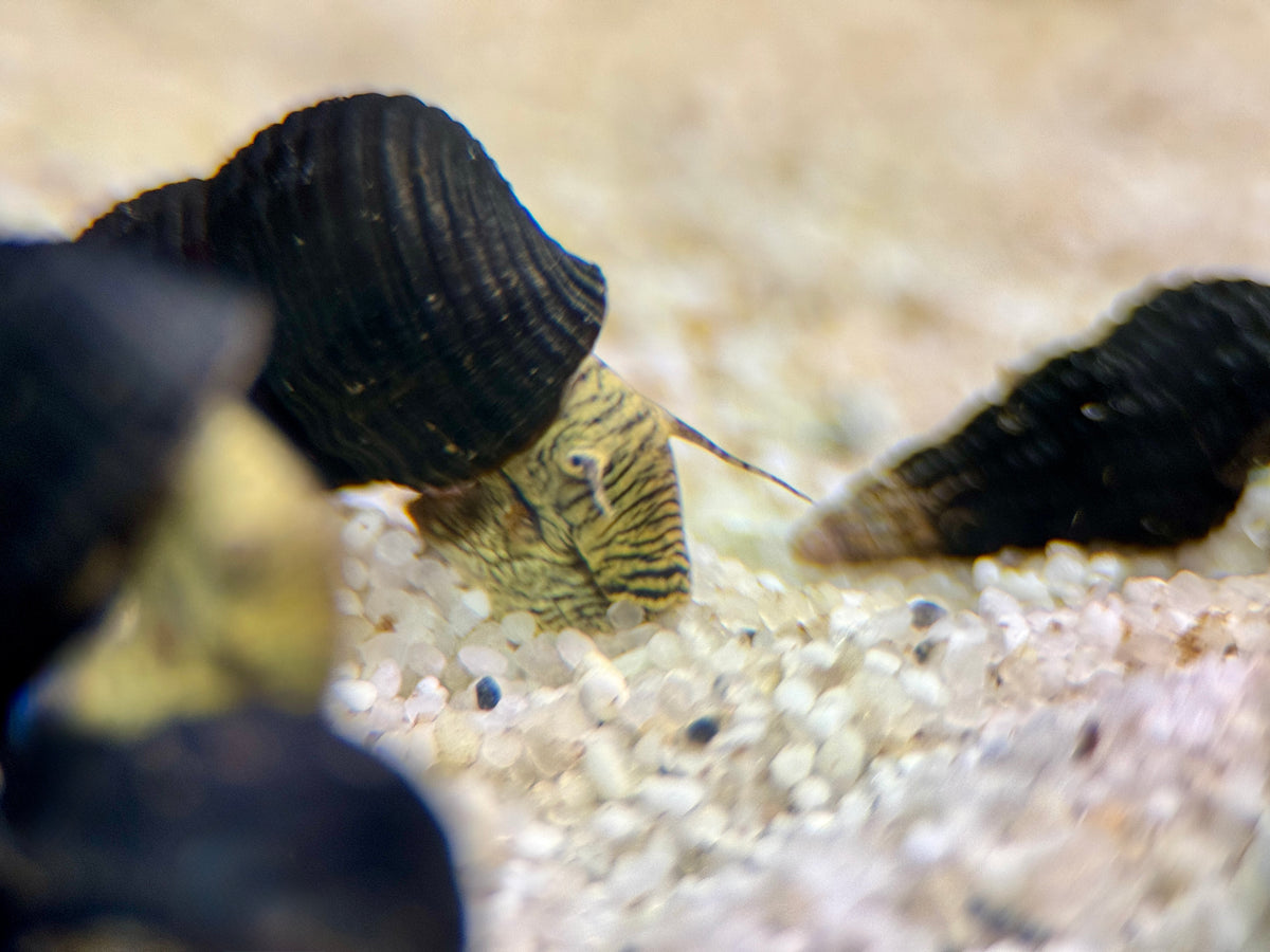 Tylomelania Mini