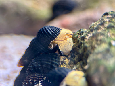 Tylomelania Mini