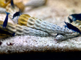 Tylomelania Himalaya