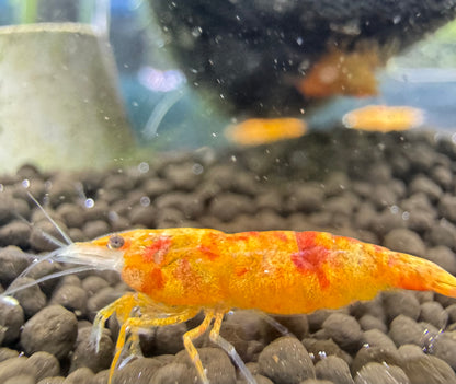 Koi Sunburst Neocaridina Garnele