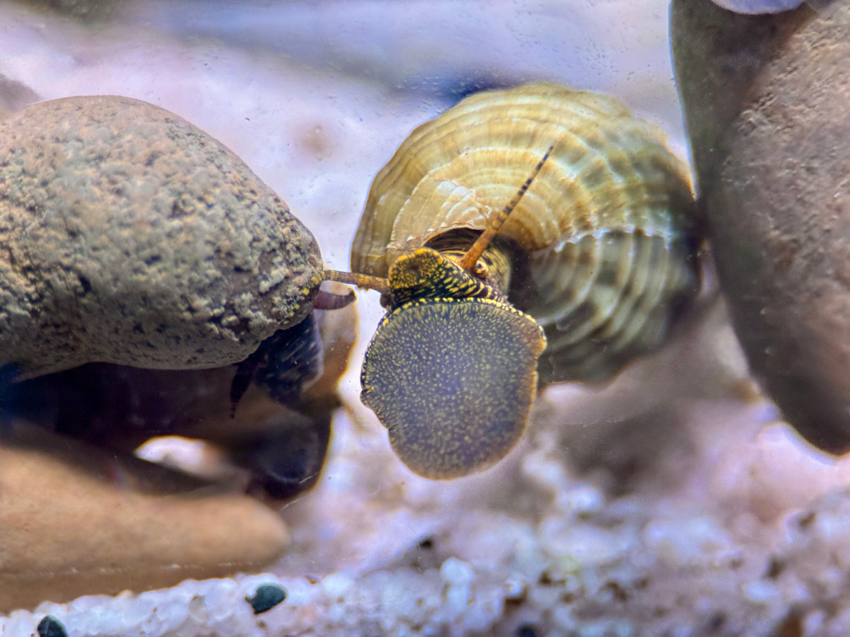 Tylomelania Himalaya