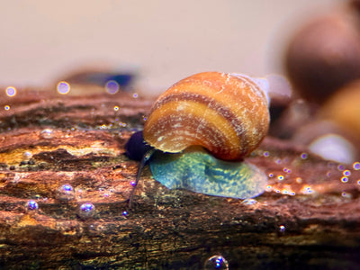 Blue Jelly Schnecke (Taia Sp.)