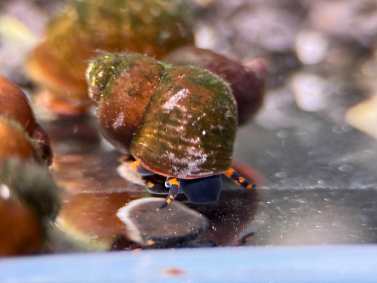 Blueberry Schnecke Notopala Sp.