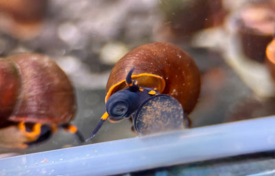 Blueberry Schnecke Notopala Sp.