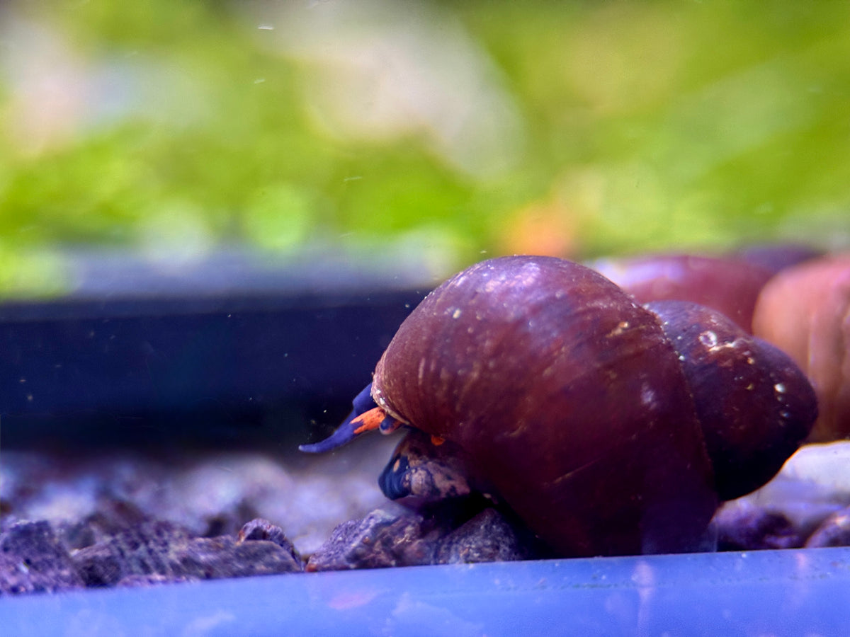Blueberry Schnecke Notopala Sp.