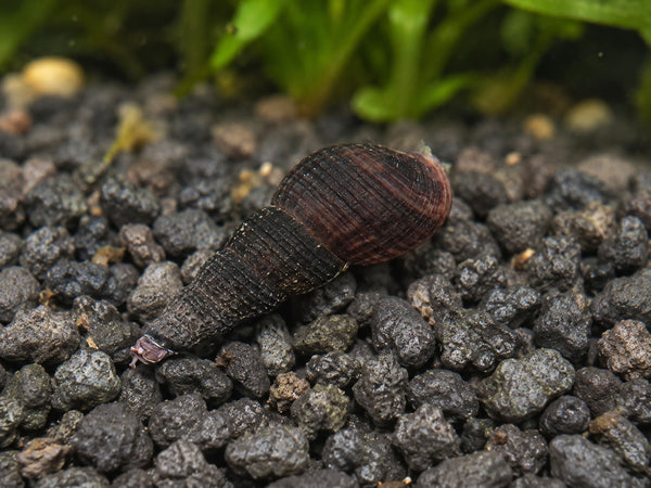 Schwarze Turmdeckelschnecke – Melanoides maculata