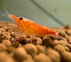 Orange "Fire" Neocaridina Garnele