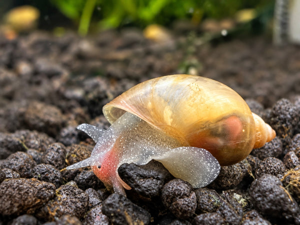 Yodaschnecke – Lymnaea stagnalis