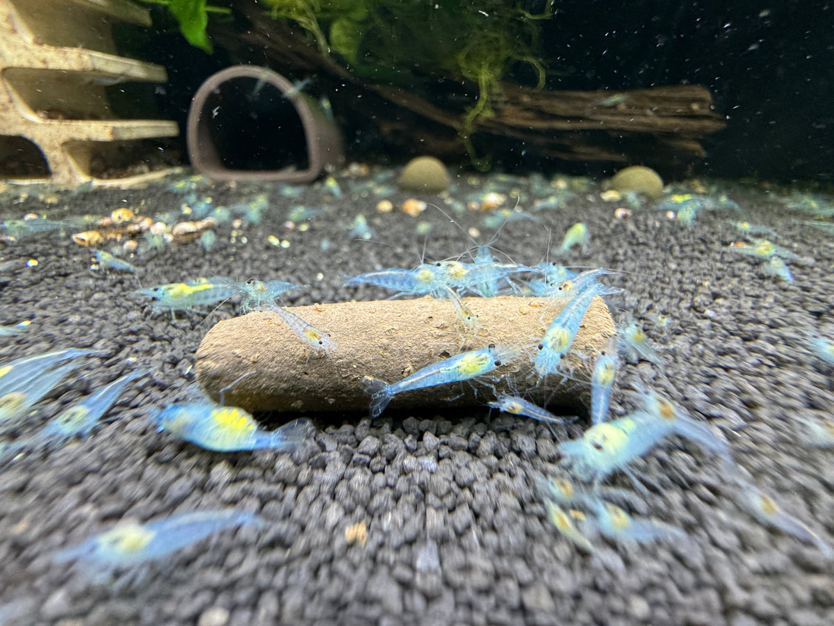 Blue Jelly Neocaridina Zwerggarnele DNZ