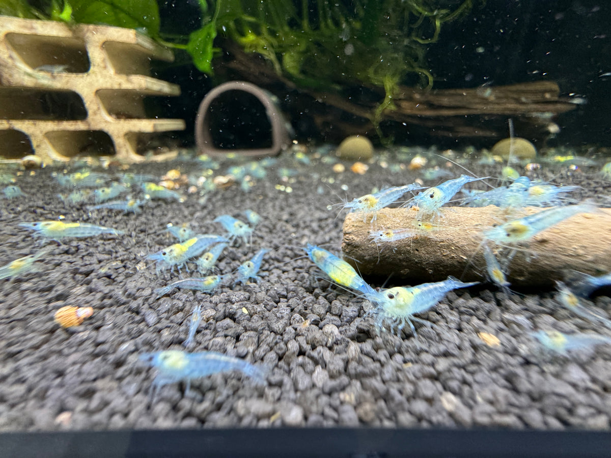 Blue Jelly Neocaridina Zwerggarnele DNZ