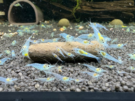 Blue Jelly Neocaridina Zwerggarnele DNZ