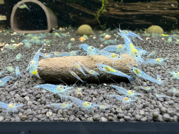 Blue Jelly Neocaridina Zwerggarnele DNZ