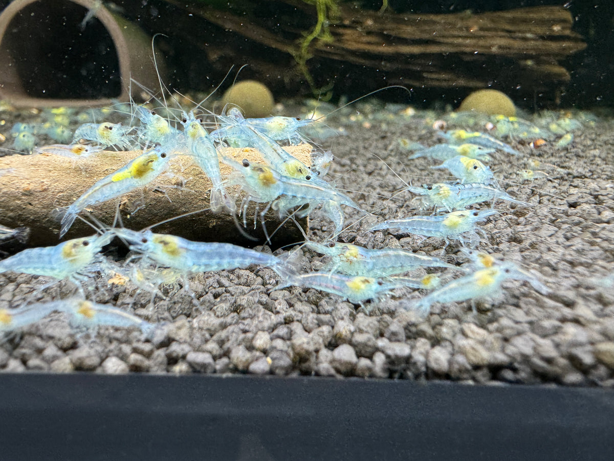 Blue Jelly Neocaridina Zwerggarnele DNZ