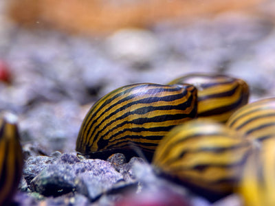 Zebra Rennschnecken