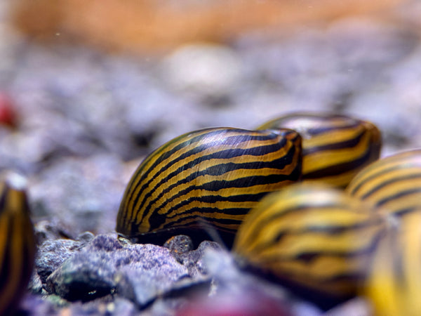 Zebra Rennschnecken