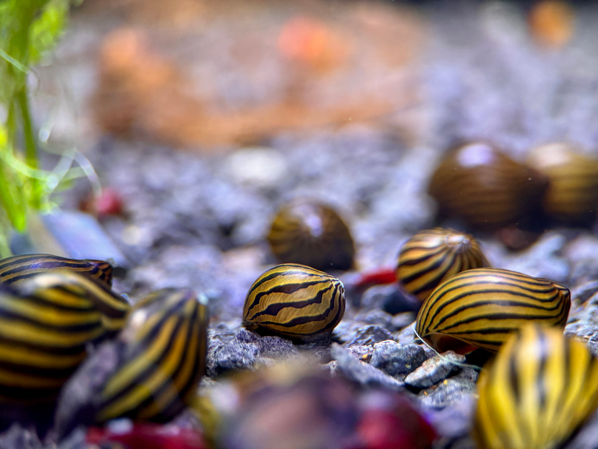 Zebra Rennschnecken