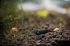 Green "Jade" Neocaridina Garnele