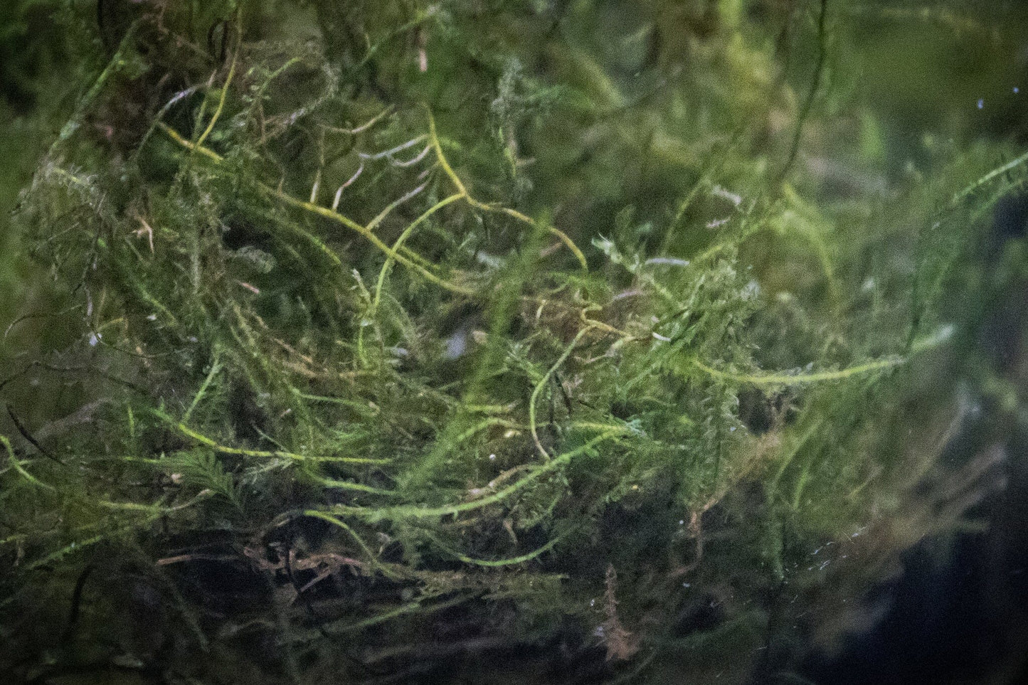 Java Moos (Vesicularia dubyana) 25g