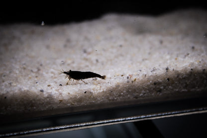 Black 'Sakura' Neocaridina Garnele