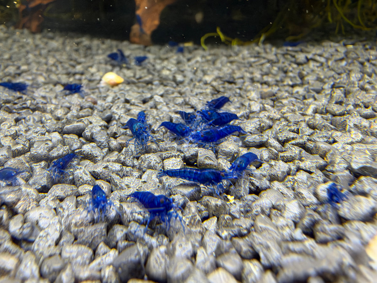 Blue Diamond Neocaridina Zwerggarnele DNZ