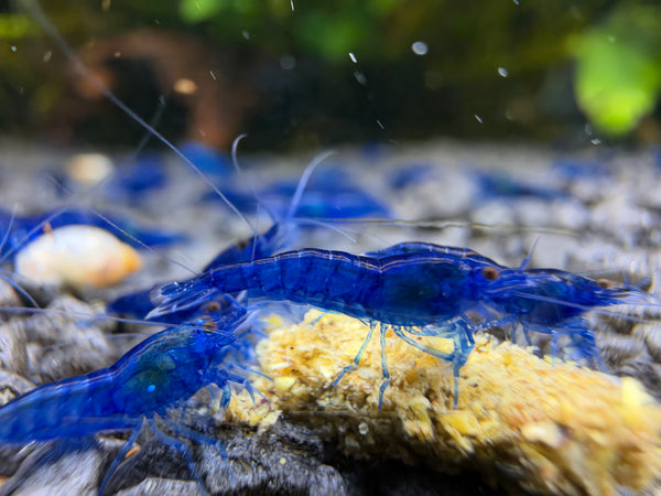 Blue Diamond Neocaridina Zwerggarnele DNZ
