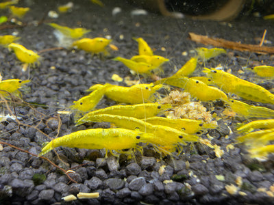 Yellow Fire Neocaridina Zwerggarnele DNZ