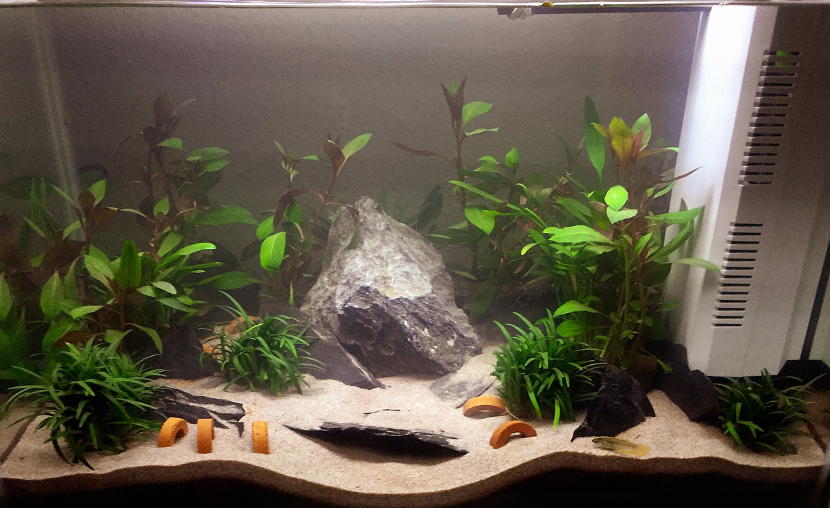 Aquarium mit Zwerggarnelen