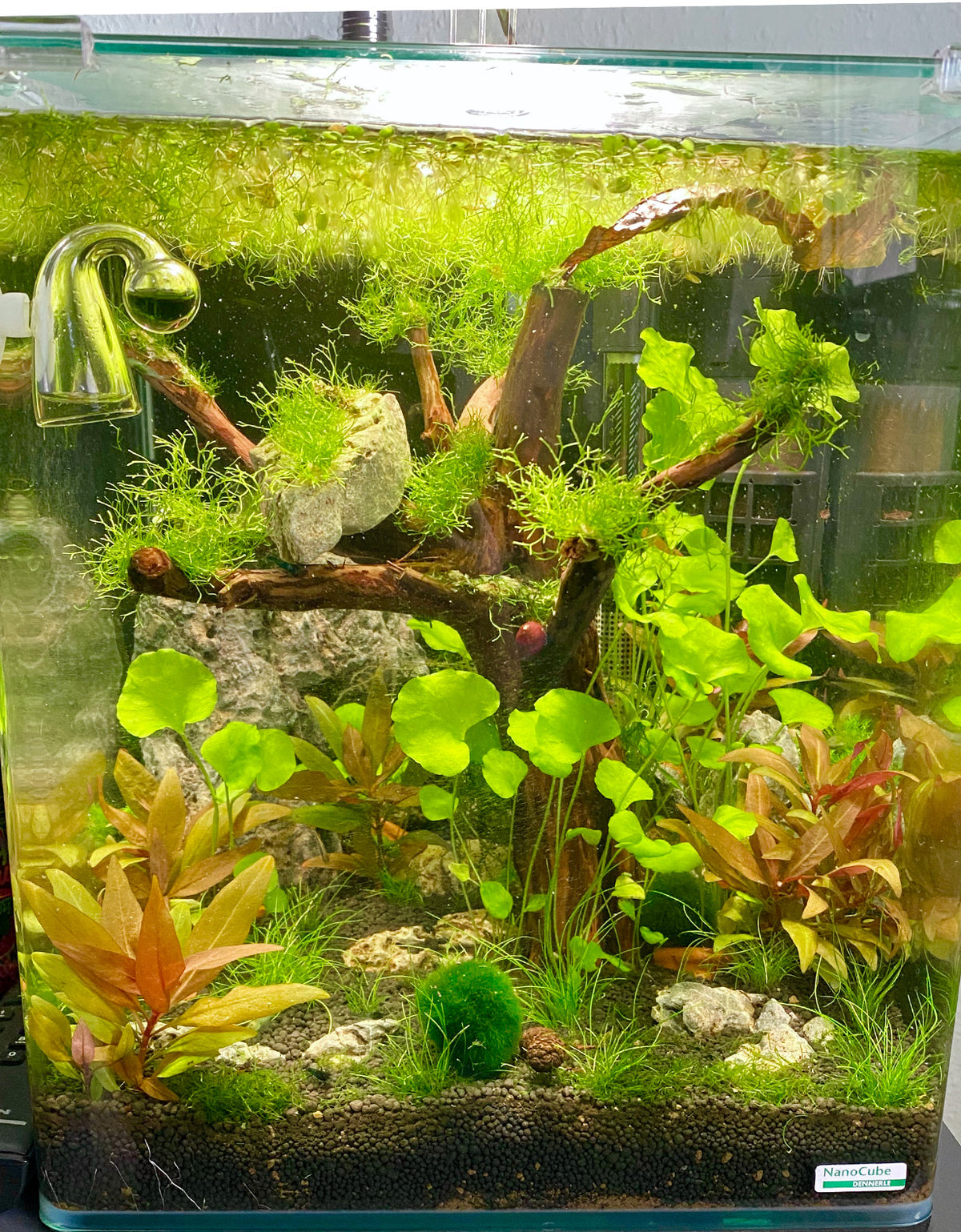 Shrimpkutter