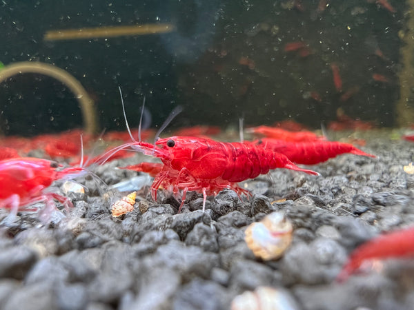 Bloody Mary Neocaridina Zwerggarnele DNZ