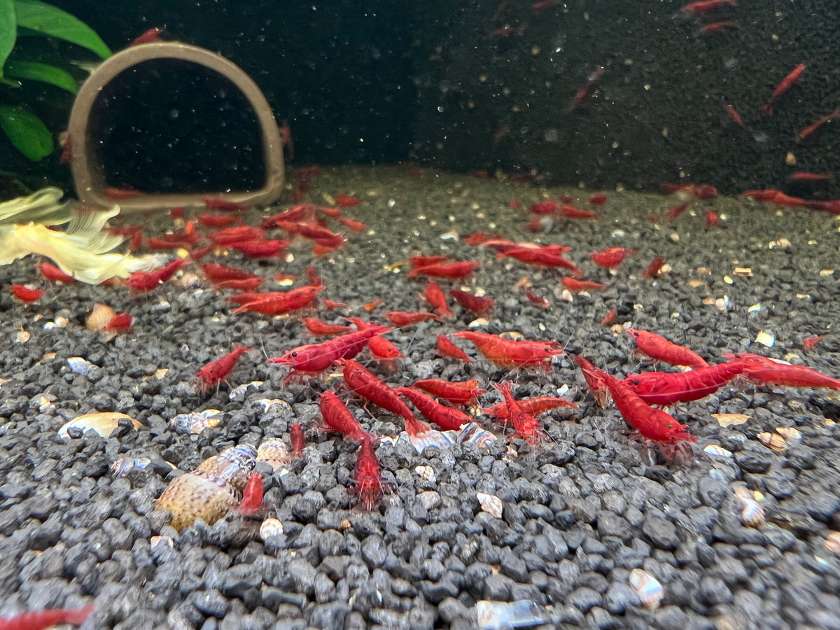 Bloody Mary Neocaridina Zwerggarnele DNZ