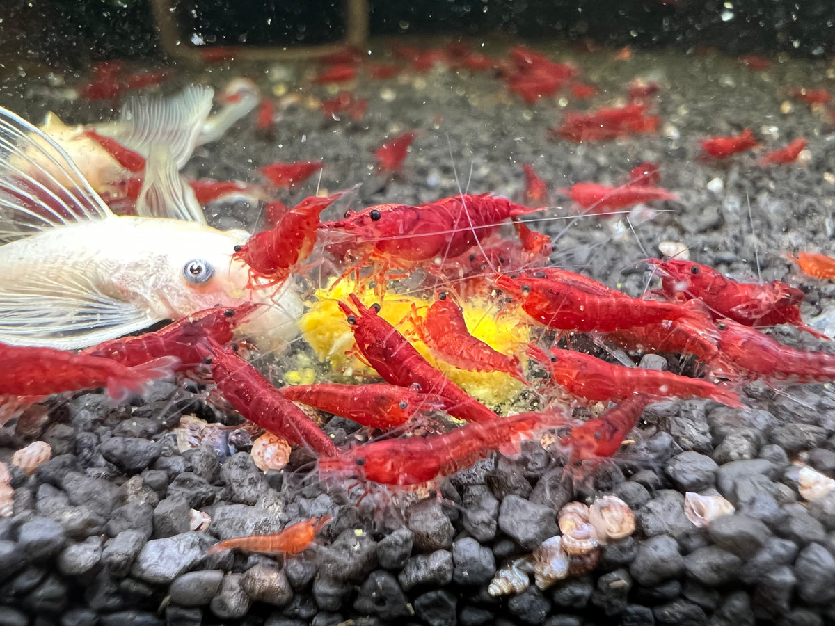 Bloody Mary Neocaridina Zwerggarnele DNZ