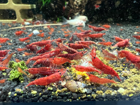 Red Fire Neocaridina Zwerggarnele DNZ