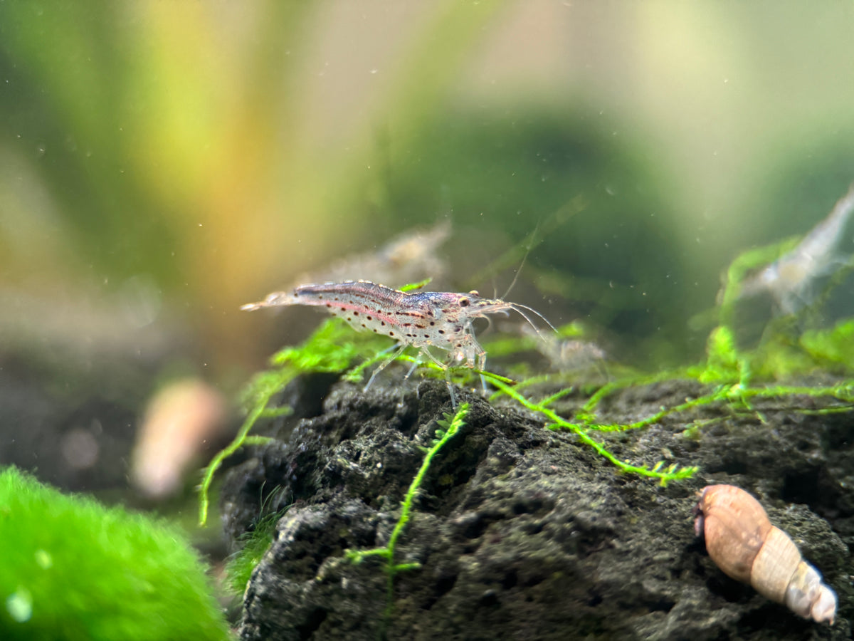 Amano Garnele im Aquarium