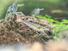 Amano Garnele Caridina