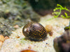 Batik Rennschnecke