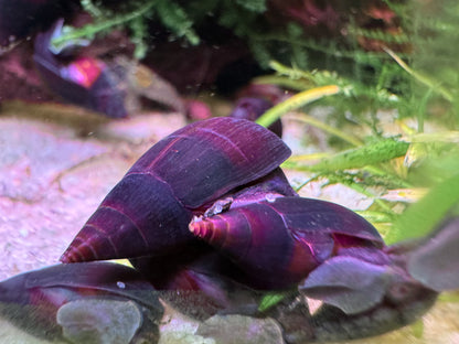 Purple Haze Schnecke