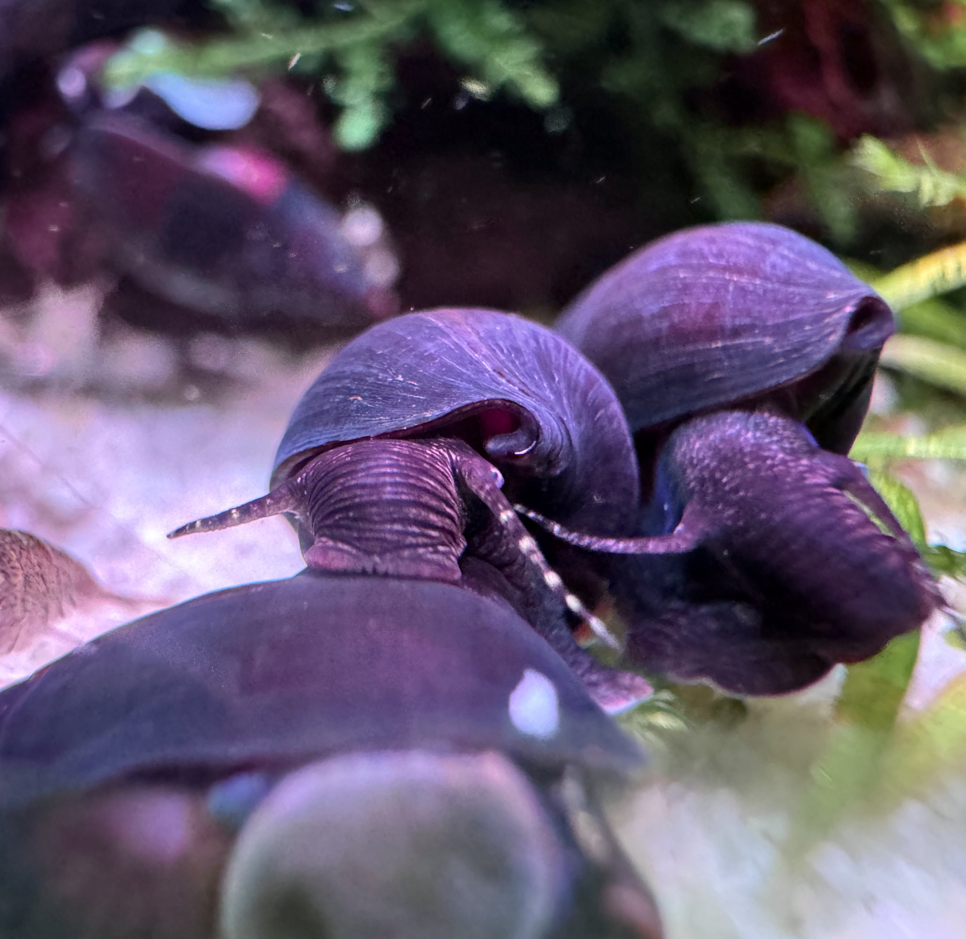 Purple Haze Schnecke