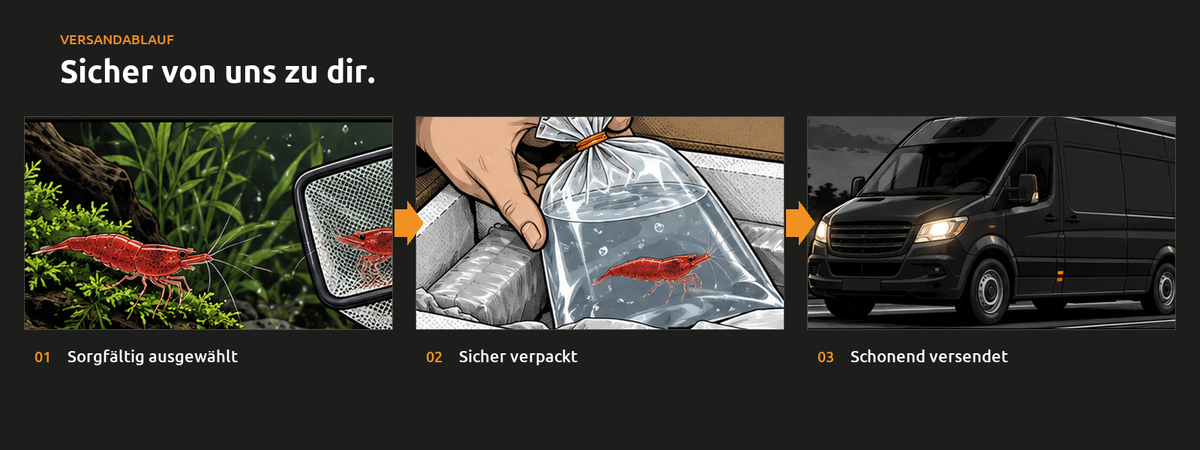 Versandablauf Shrimpkutter.de